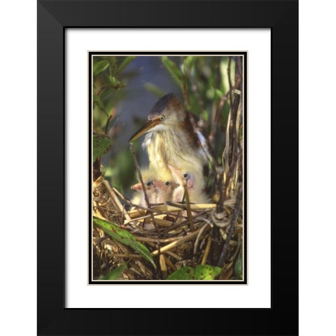FL, Keenansville Least bittern and chicks Black Modern Wood Framed Art Print with Double Matting by Williams, Joanne