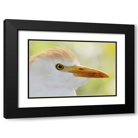 FL, Lake Kissimmee Portrait of cattle egret head Black Modern Wood Framed Art Print with Double Matting by Morris, Arthur