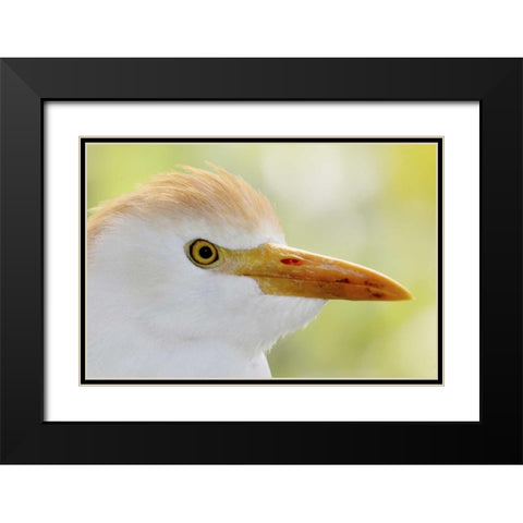 FL, Lake Kissimmee Portrait of cattle egret head Black Modern Wood Framed Art Print with Double Matting by Morris, Arthur