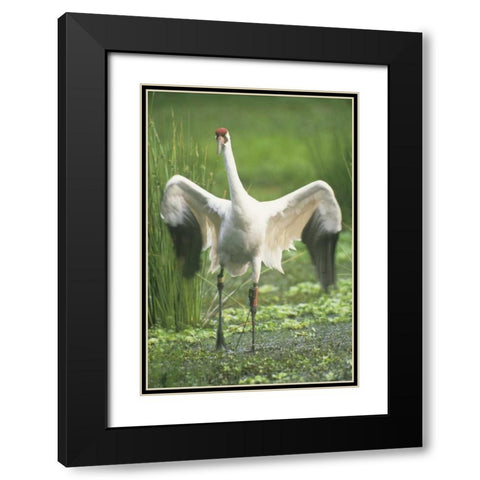 FL Whooping crane with tracking device on leg Black Modern Wood Framed Art Print with Double Matting by Williams, Joanne