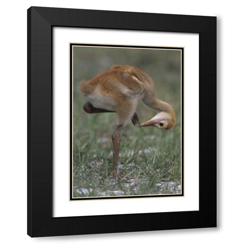 FL, Lake Kissimmee Sandhill crane chick  Black Modern Wood Framed Art Print with Double Matting by Williams, Joanne