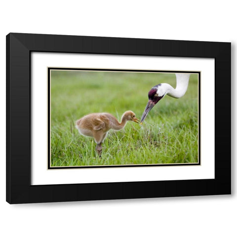 FL, Lake Kissimmee Whooping crane feeds chick Black Modern Wood Framed Art Print with Double Matting by Williams, Joanne
