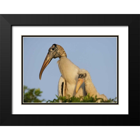 Florida, Lakeland Wood stork chick with parent Black Modern Wood Framed Art Print with Double Matting by Morris, Arthur