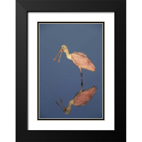 FL Roseate spoonbill reflects in still water Black Modern Wood Framed Art Print with Double Matting by Williams, Joanne