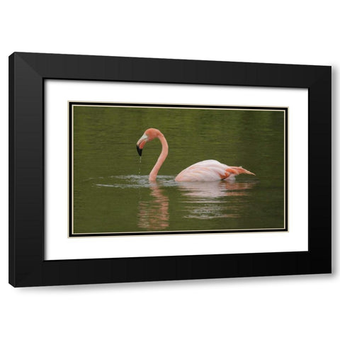 FL, Moreno Point Greater flamingo swimming Black Modern Wood Framed Art Print with Double Matting by Morris, Arthur