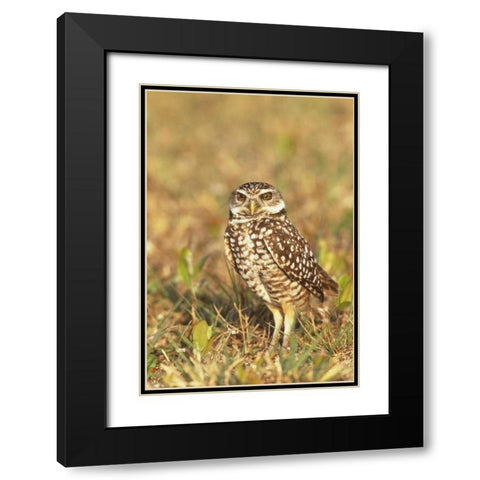 FL, Pompano Beach A burrowing owl Black Modern Wood Framed Art Print with Double Matting by Williams, Joanne