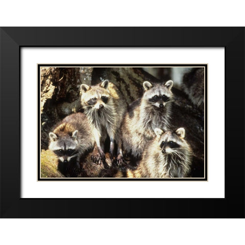 Florida, Silver Springs Raccoon family portrait Black Modern Wood Framed Art Print with Double Matting by Williams, Joanne