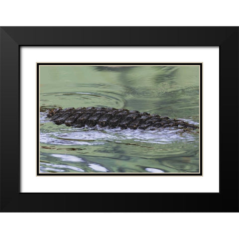 FL American alligator back in water Black Modern Wood Framed Art Print with Double Matting by Morris, Arthur