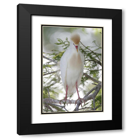FL Cattle egret in breeding plumage on limb Black Modern Wood Framed Art Print with Double Matting by Morris, Arthur