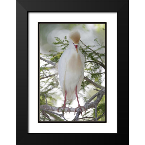 FL Cattle egret in breeding plumage on limb Black Modern Wood Framed Art Print with Double Matting by Morris, Arthur