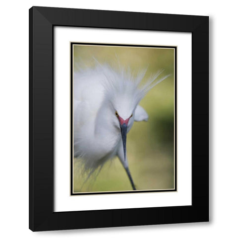 FL Snowy egret with its breeding plumage Black Modern Wood Framed Art Print with Double Matting by Morris, Arthur