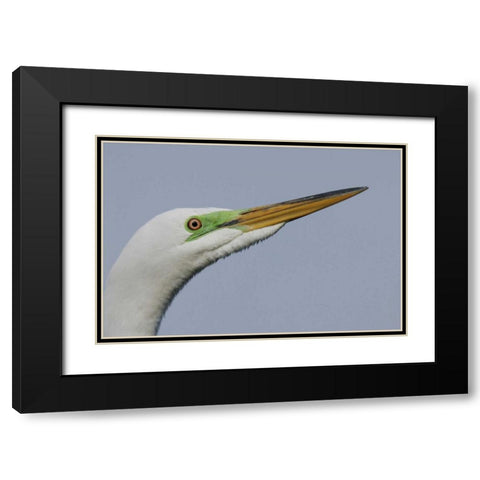 FL Great egret headshot Black Modern Wood Framed Art Print with Double Matting by Morris, Arthur