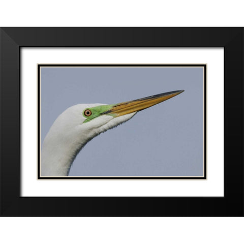 FL Great egret headshot Black Modern Wood Framed Art Print with Double Matting by Morris, Arthur