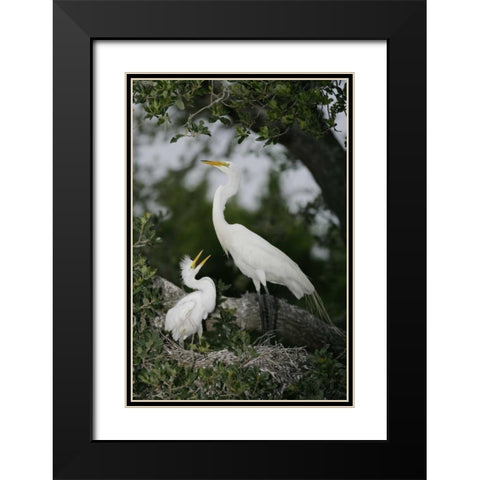 FL Great egret parent in nest with chick Black Modern Wood Framed Art Print with Double Matting by Morris, Arthur