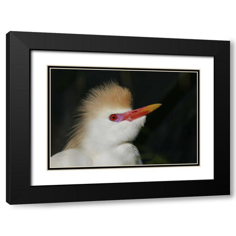 FL Portrait of cattle egret in breeding plumage Black Modern Wood Framed Art Print with Double Matting by Morris, Arthur