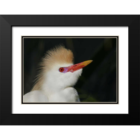 FL Portrait of cattle egret in breeding plumage Black Modern Wood Framed Art Print with Double Matting by Morris, Arthur