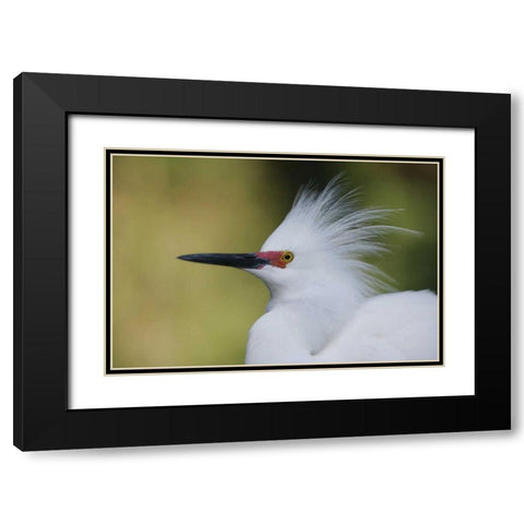 FL Snowy egret in breeding plumage Black Modern Wood Framed Art Print with Double Matting by Morris, Arthur