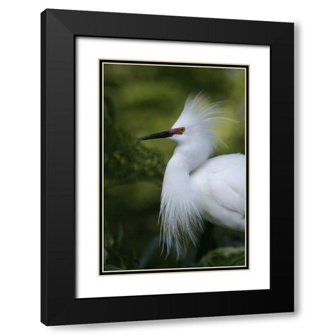 FL Snowy egret in breeding plumage Black Modern Wood Framed Art Print with Double Matting by Morris, Arthur