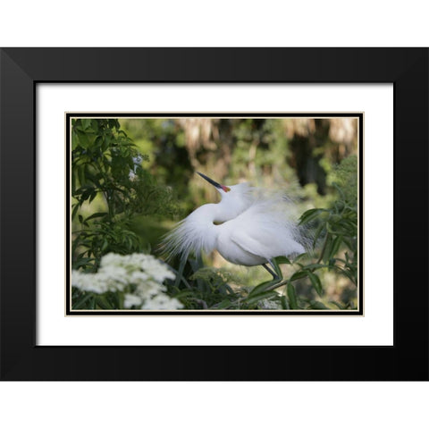 FL Snowy egret displaying surrounded by foliage Black Modern Wood Framed Art Print with Double Matting by Morris, Arthur