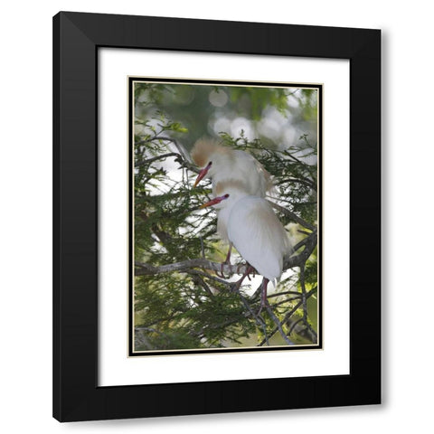 FL Cattle egrets in breeding plumage on branch Black Modern Wood Framed Art Print with Double Matting by Morris, Arthur