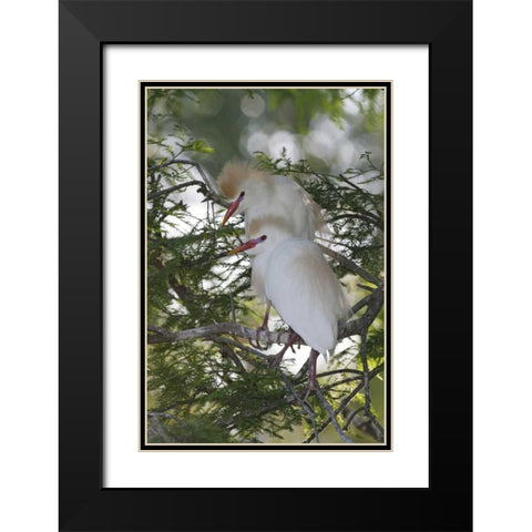 FL Cattle egrets in breeding plumage on branch Black Modern Wood Framed Art Print with Double Matting by Morris, Arthur