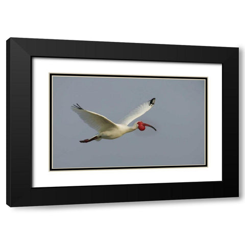 FL, Tampa Bay Flying white ibis Black Modern Wood Framed Art Print with Double Matting by Morris, Arthur