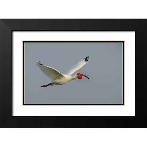 FL, Tampa Bay Flying white ibis Black Modern Wood Framed Art Print with Double Matting by Morris, Arthur