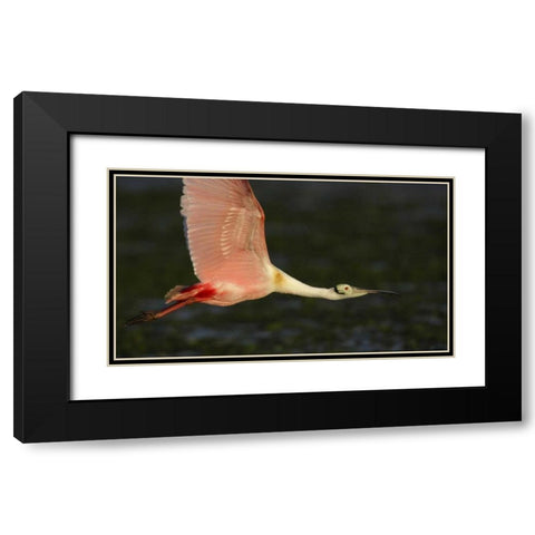 Florida, Tampa Bay Roseate spoonbill in flight Black Modern Wood Framed Art Print with Double Matting by Morris, Arthur