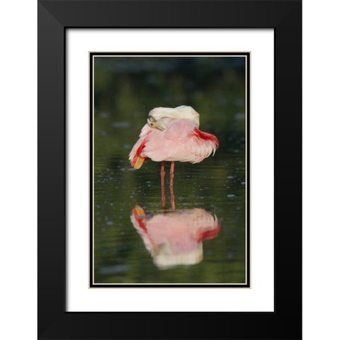 FL, Tampa Bay Roseate spoonbill preening Black Modern Wood Framed Art Print with Double Matting by Morris, Arthur