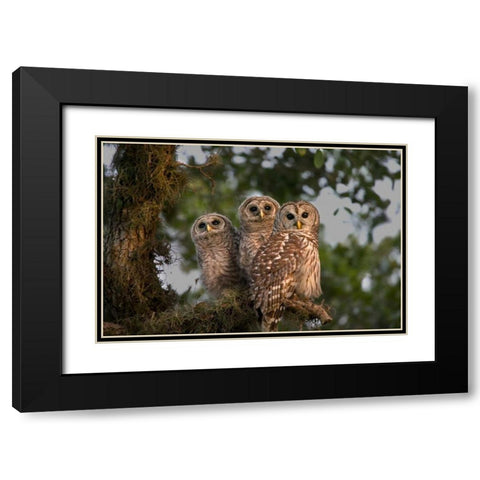 Florida, Viera Wetlands Barred owls in tree Black Modern Wood Framed Art Print with Double Matting by Williams, Joanne