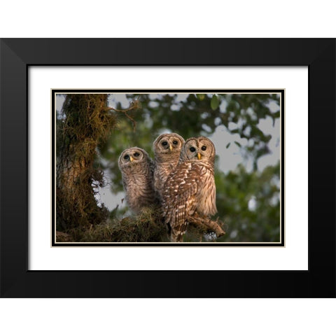 Florida, Viera Wetlands Barred owls in tree Black Modern Wood Framed Art Print with Double Matting by Williams, Joanne