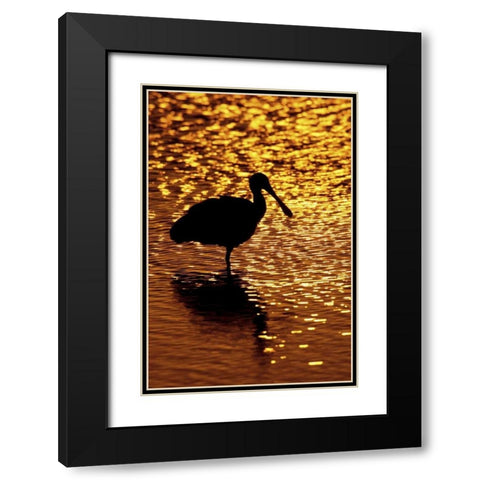 FL, Vierra Wetlands Roseate spoonbill silhouette Black Modern Wood Framed Art Print with Double Matting by Morris, Arthur
