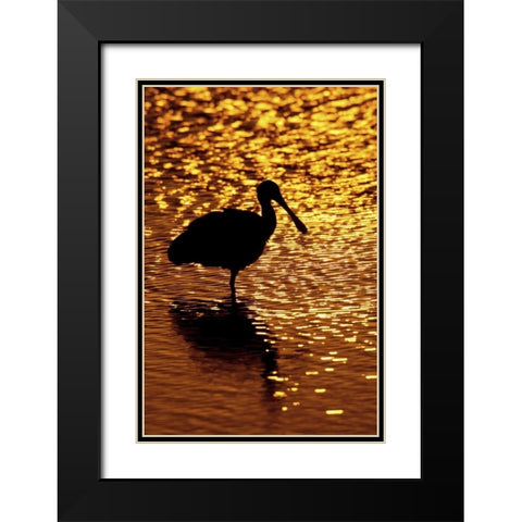 FL, Vierra Wetlands Roseate spoonbill silhouette Black Modern Wood Framed Art Print with Double Matting by Morris, Arthur