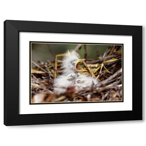 Florida Baby cattle egret in nest begs for food Black Modern Wood Framed Art Print with Double Matting by Williams, Joanne