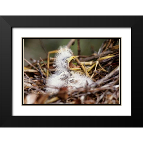 Florida Baby cattle egret in nest begs for food Black Modern Wood Framed Art Print with Double Matting by Williams, Joanne