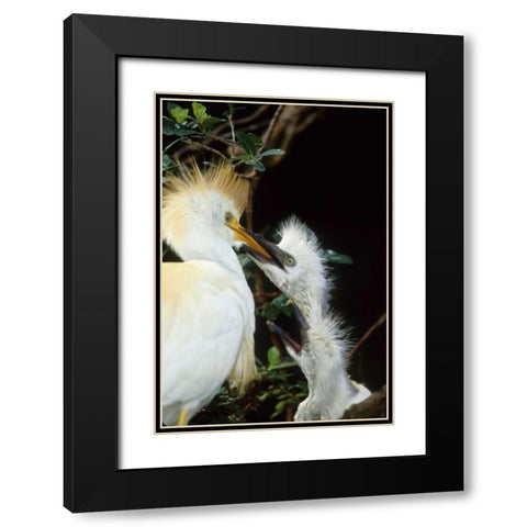 Florida Cattle egret feeds one of its two chicks Black Modern Wood Framed Art Print with Double Matting by Williams, Joanne