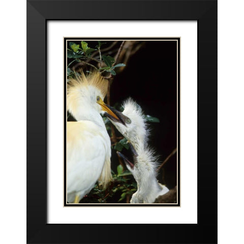 Florida Cattle egret feeds one of its two chicks Black Modern Wood Framed Art Print with Double Matting by Williams, Joanne