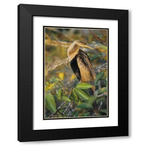 USA, Florida Close-up of anhinga on tree limb Black Modern Wood Framed Art Print with Double Matting by Williams, Joanne