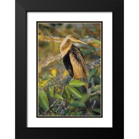 USA, Florida Close-up of anhinga on tree limb Black Modern Wood Framed Art Print with Double Matting by Williams, Joanne