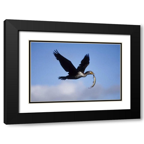 USA, Florida Cormorant in flight carrying fish Black Modern Wood Framed Art Print with Double Matting by Williams, Joanne