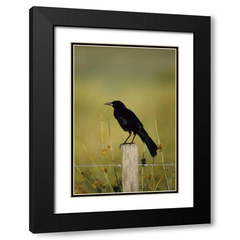 USA, Florida Fish crow stands on fence post Black Modern Wood Framed Art Print with Double Matting by Williams, Joanne