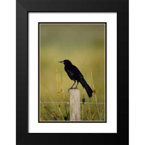 USA, Florida Fish crow stands on fence post Black Modern Wood Framed Art Print with Double Matting by Williams, Joanne