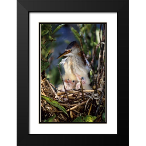 Florida Least bittern parent with chicks in nest Black Modern Wood Framed Art Print with Double Matting by Williams, Joanne