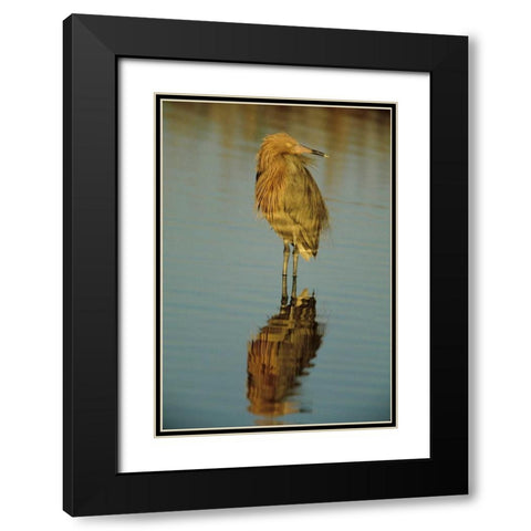 FL, Reddish egret reflects in water while hunting Black Modern Wood Framed Art Print with Double Matting by Williams, Joanne