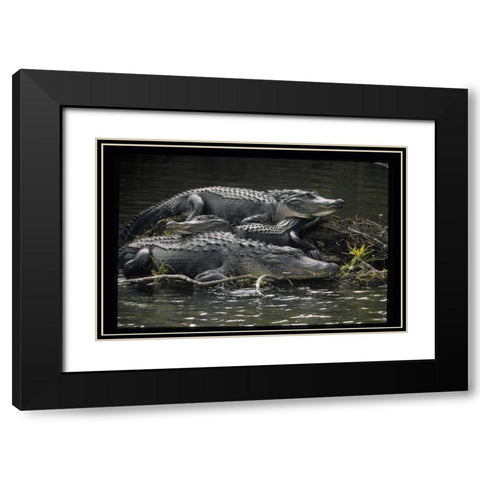 Florida Alligators rest on island in wetlands Black Modern Wood Framed Art Print with Double Matting by Williams, Joanne