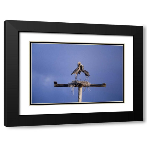 FL, Great blue herons on nest atop a structure Black Modern Wood Framed Art Print with Double Matting by Williams, Joanne