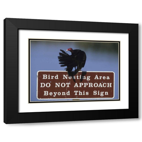 FL, Turkey vulture preens its feathers Black Modern Wood Framed Art Print with Double Matting by Williams, Joanne