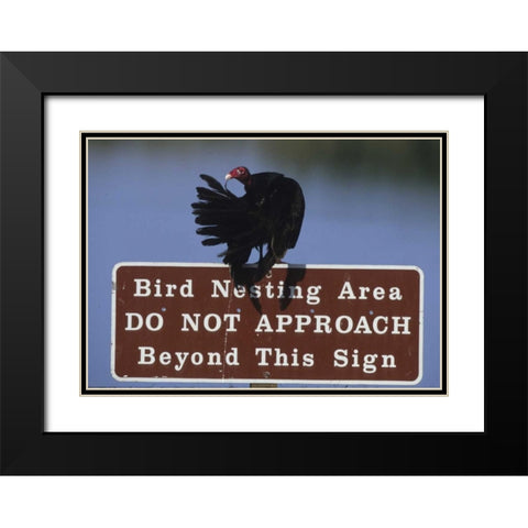 FL, Turkey vulture preens its feathers Black Modern Wood Framed Art Print with Double Matting by Williams, Joanne