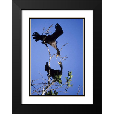 FL, Double-crested cormorants interact in tree Black Modern Wood Framed Art Print with Double Matting by Williams, Joanne