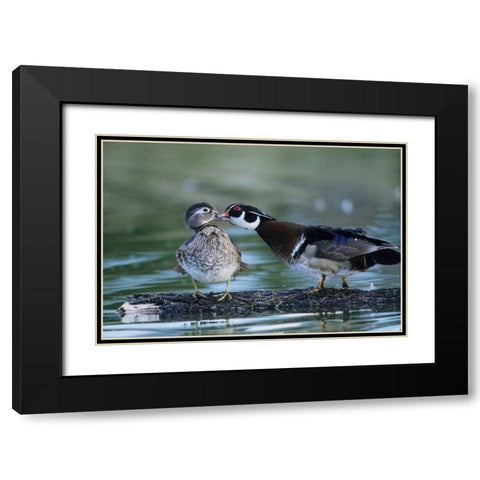 Florida Wood duck interacts with young offspring Black Modern Wood Framed Art Print with Double Matting by Williams, Joanne